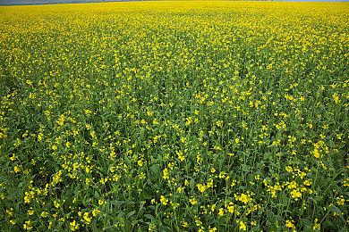 任天堂提醒玩家 实体店购买游戏赠送黄金点数最后1天