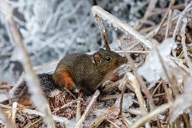 城市建造类游戏《庞贝：遗产》Steam页面公布 明年发售